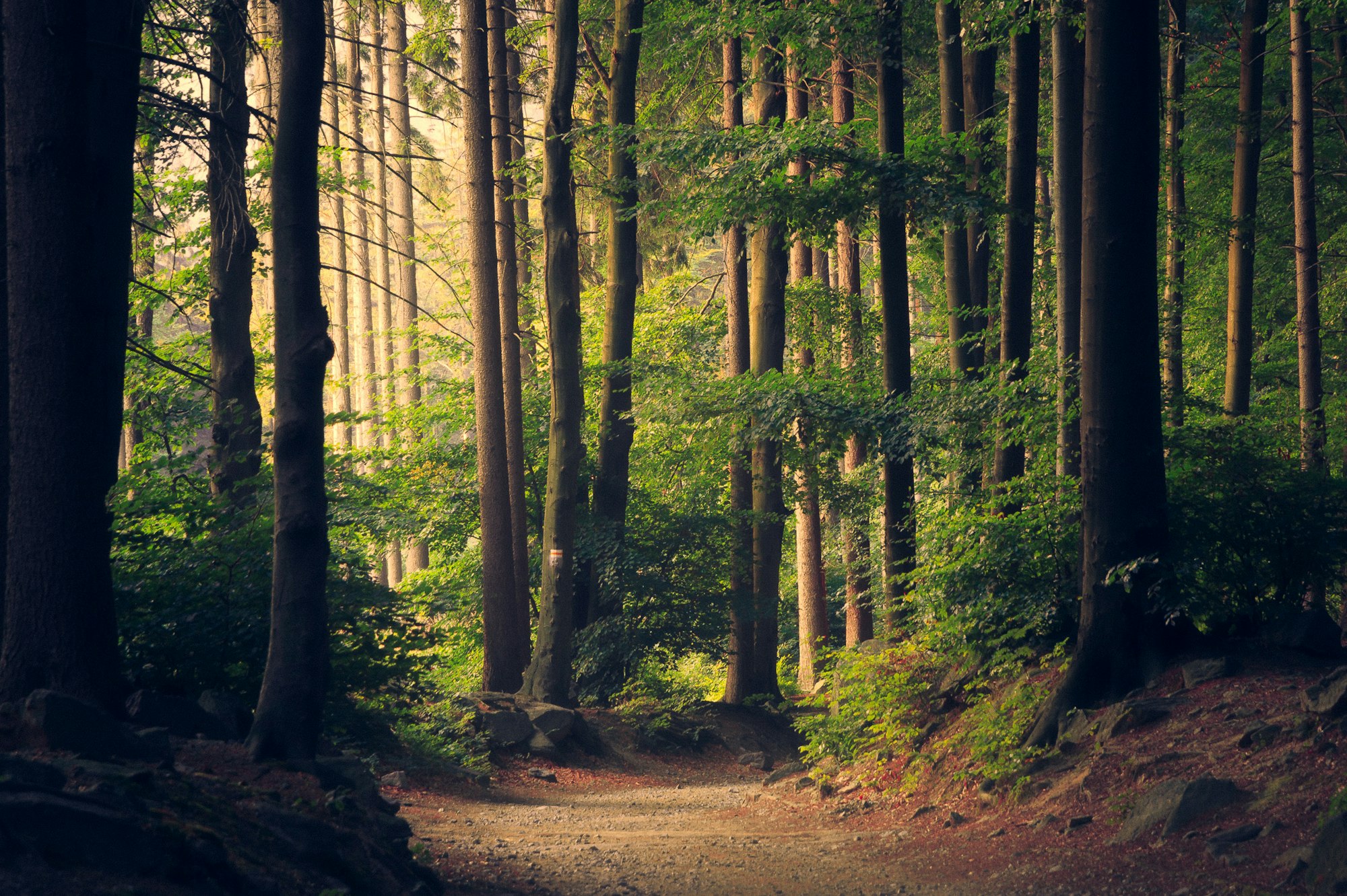 A paved trail curving through tall green trees along a river